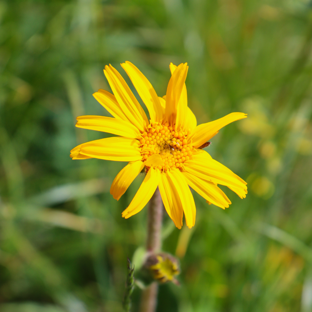 Gesunde Euter ohne Antibiotika