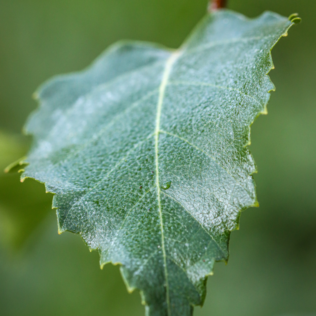 Toxine - das Gift im Futter
