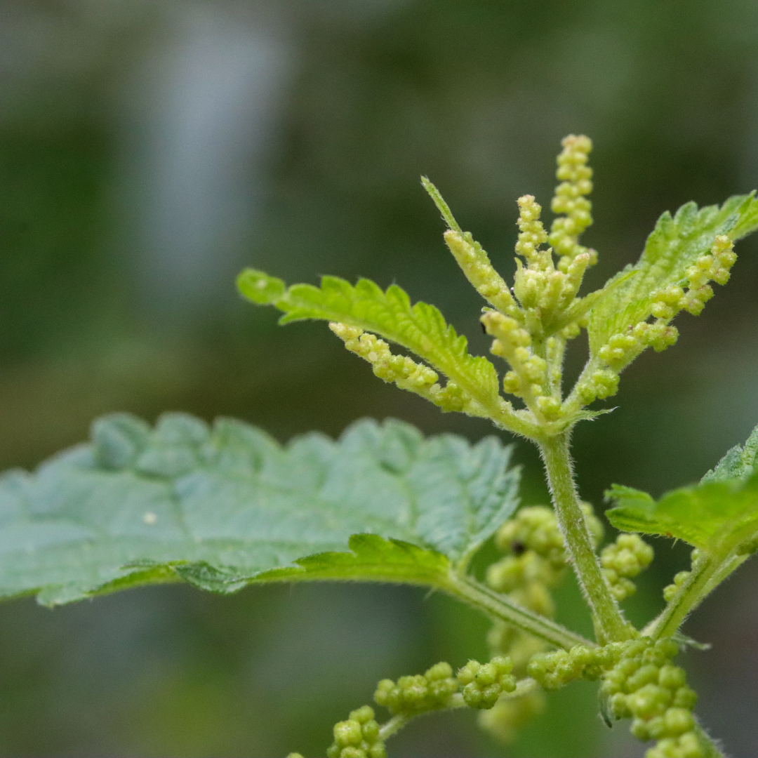 Gesunde Klauen tragen die Milch