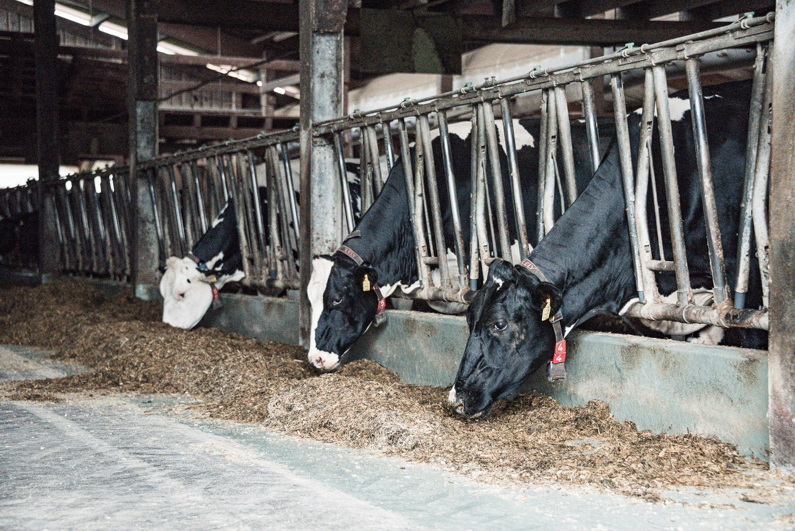 Leberschutz & -regeneration für gesunde, leistungsfähige Kühe