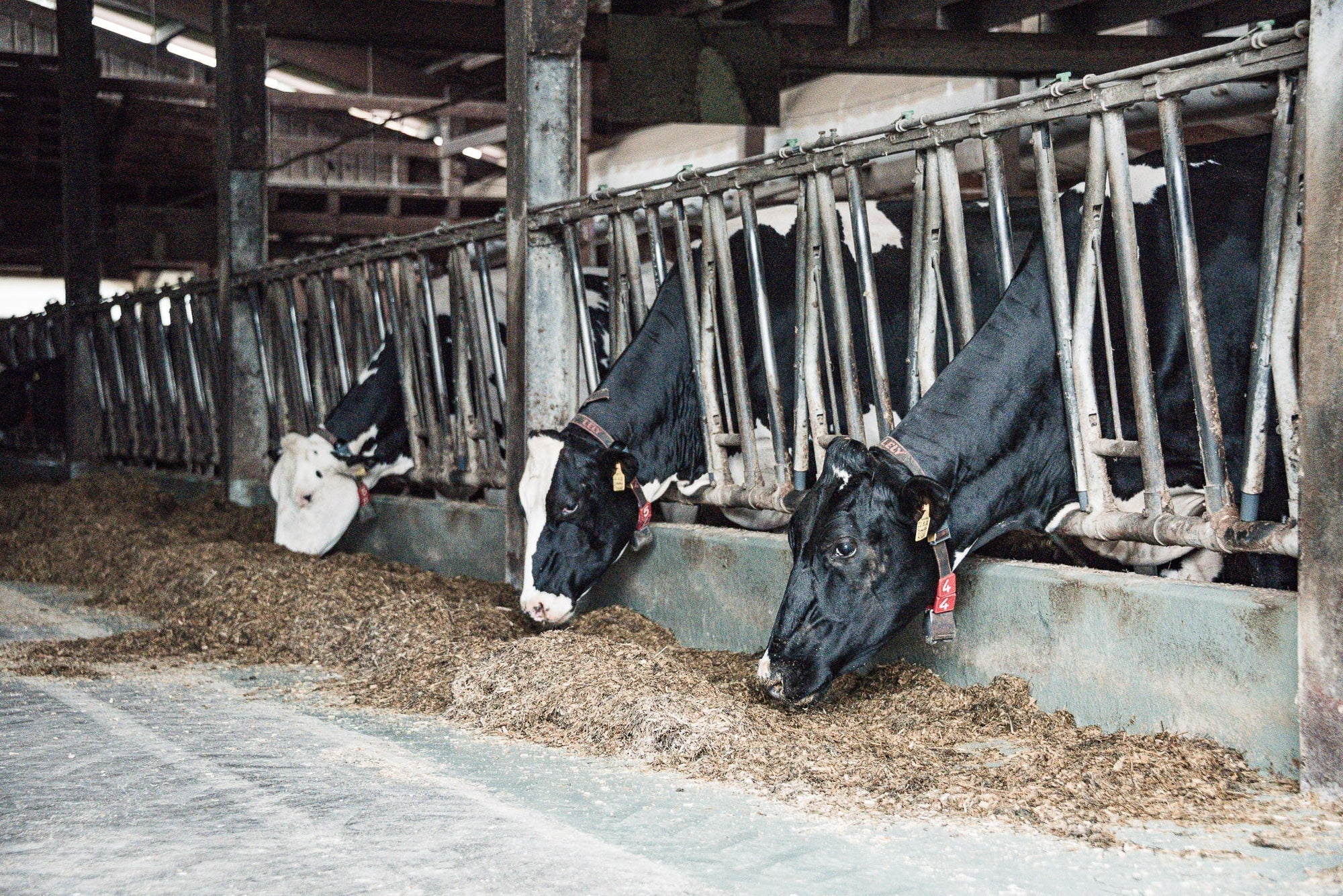 Leberschutz & -regeneration für gesunde, leistungsfähige Kühe