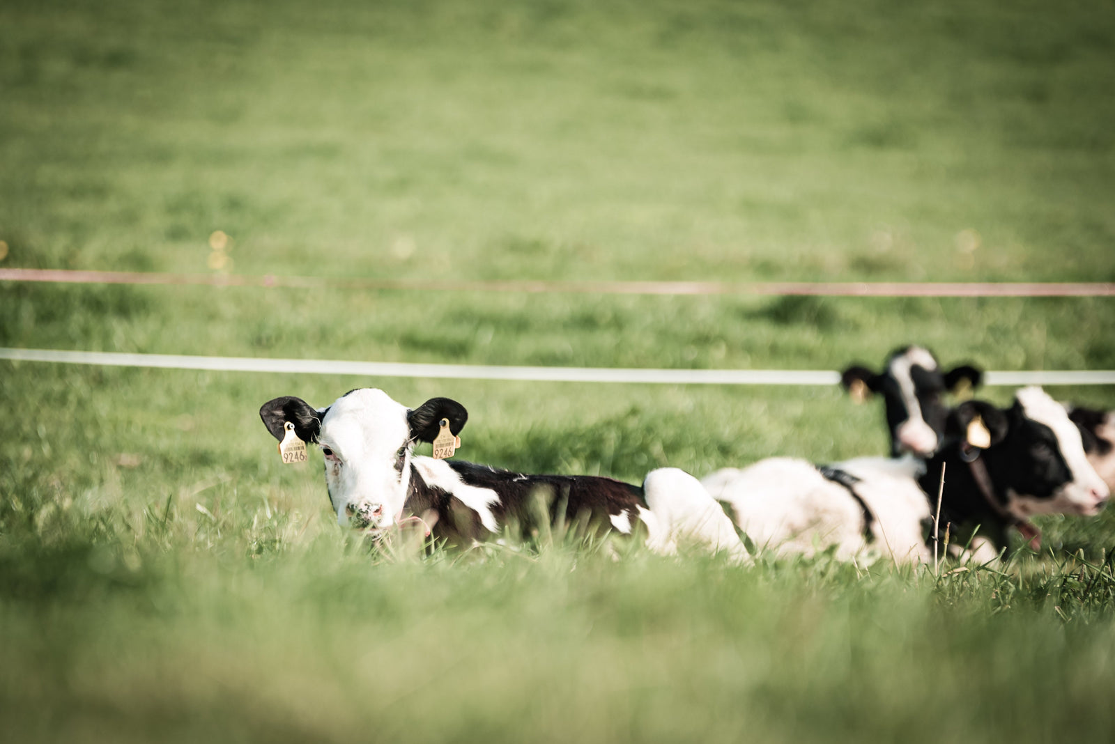 Kälber und ihr Immunsystem – oder von nichts kommt (fast) nichts