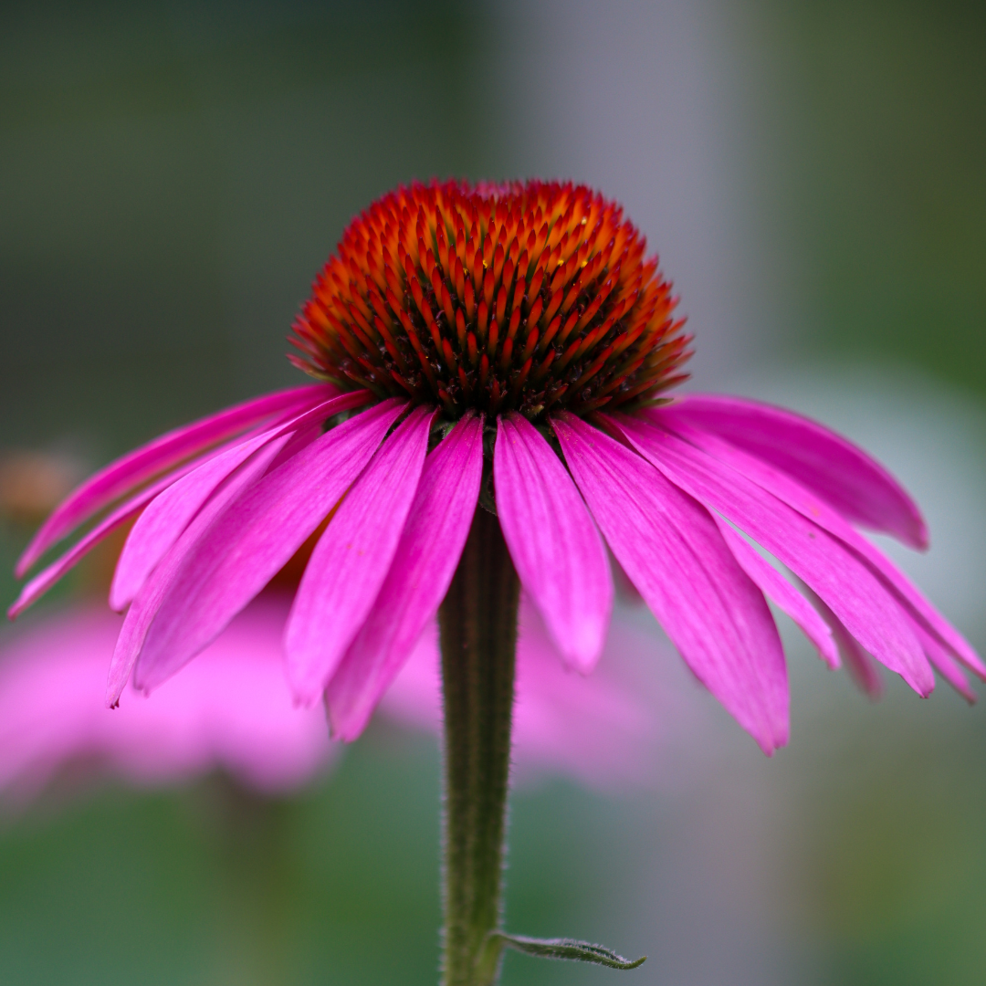 Immunsystem- das wertvolle Schutzsystem