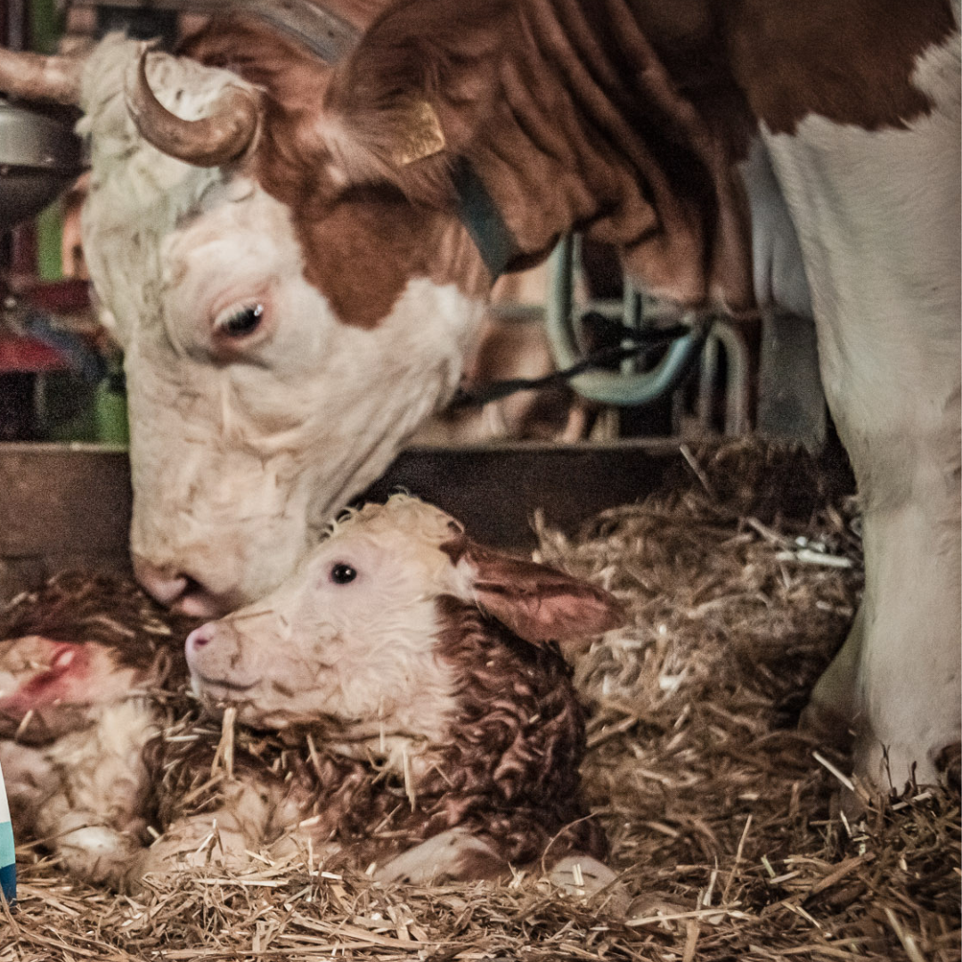 Mit dem Kolostrum fängt es an