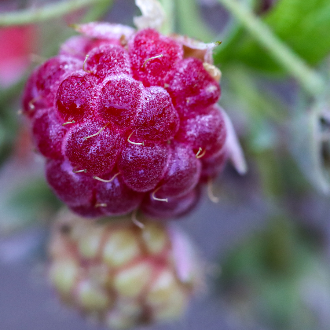 Herausforderung Fruchtbarkeit