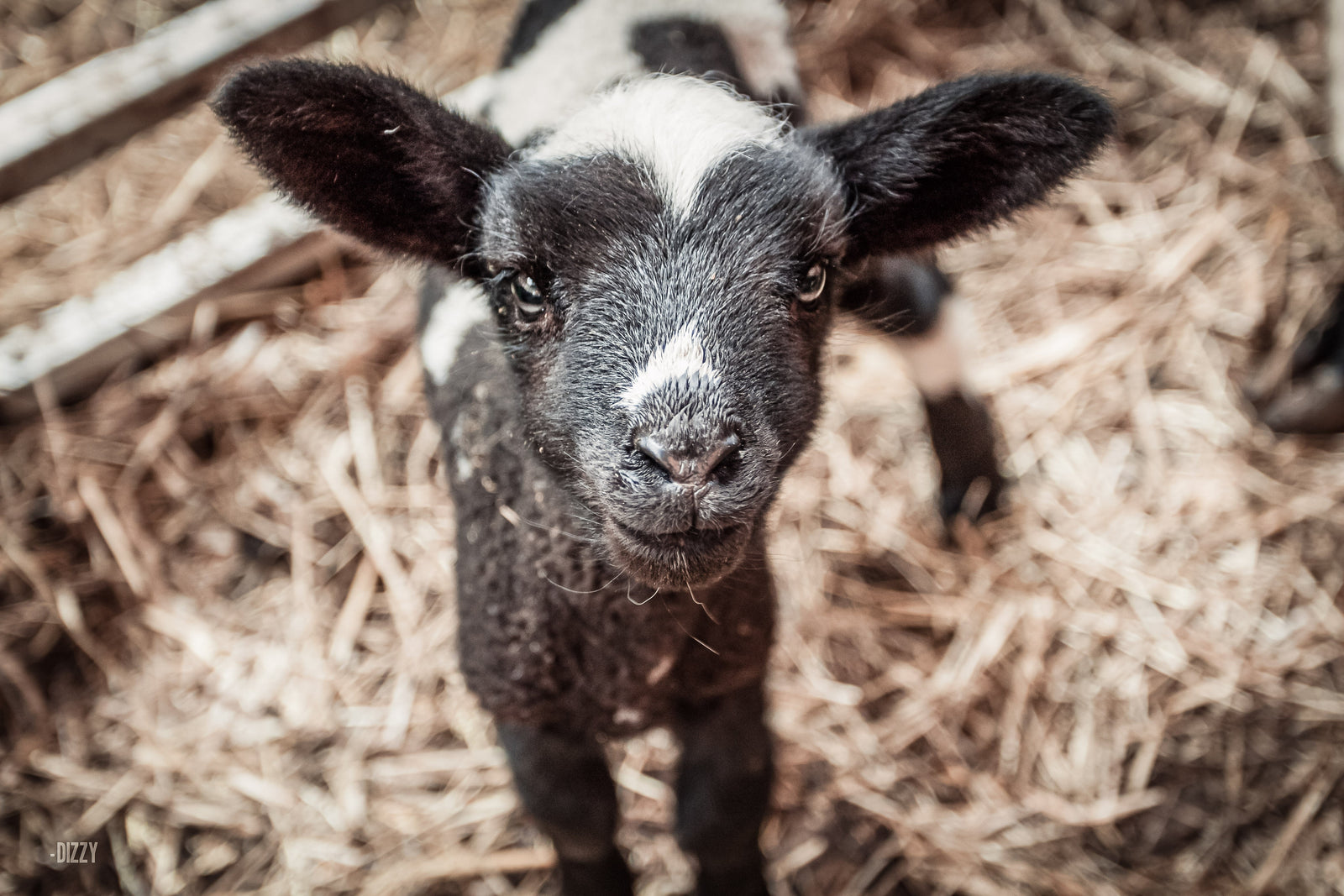 Wissen rund um die Geburt bei Ziegen und Schafen