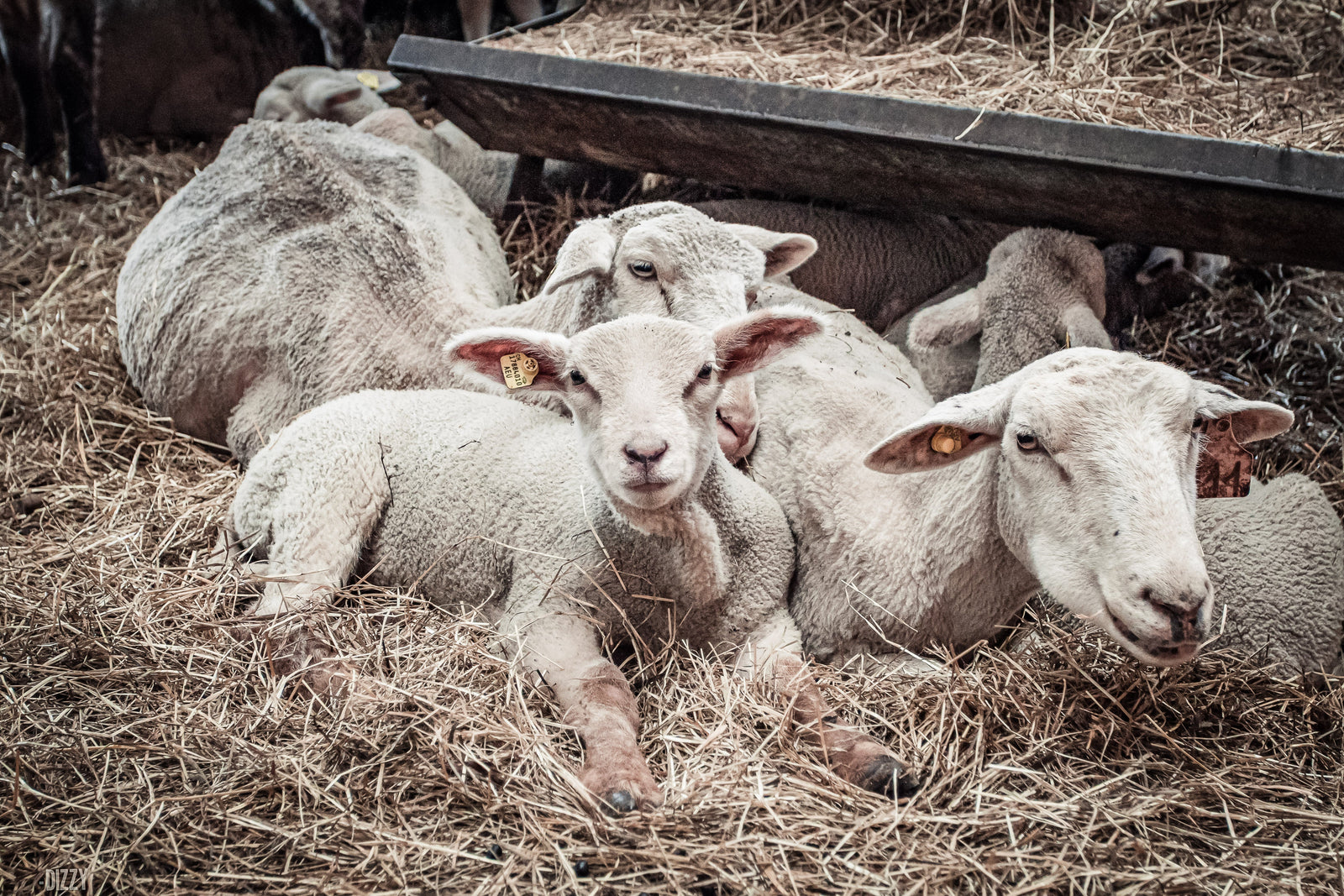 Gesunde Lämmer von Anfang an