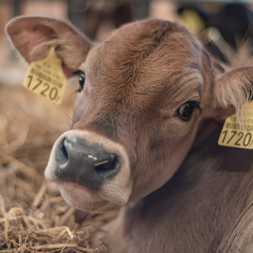 Höhere Tageszunahmen und reduzierter Antibiotikaeinsatz