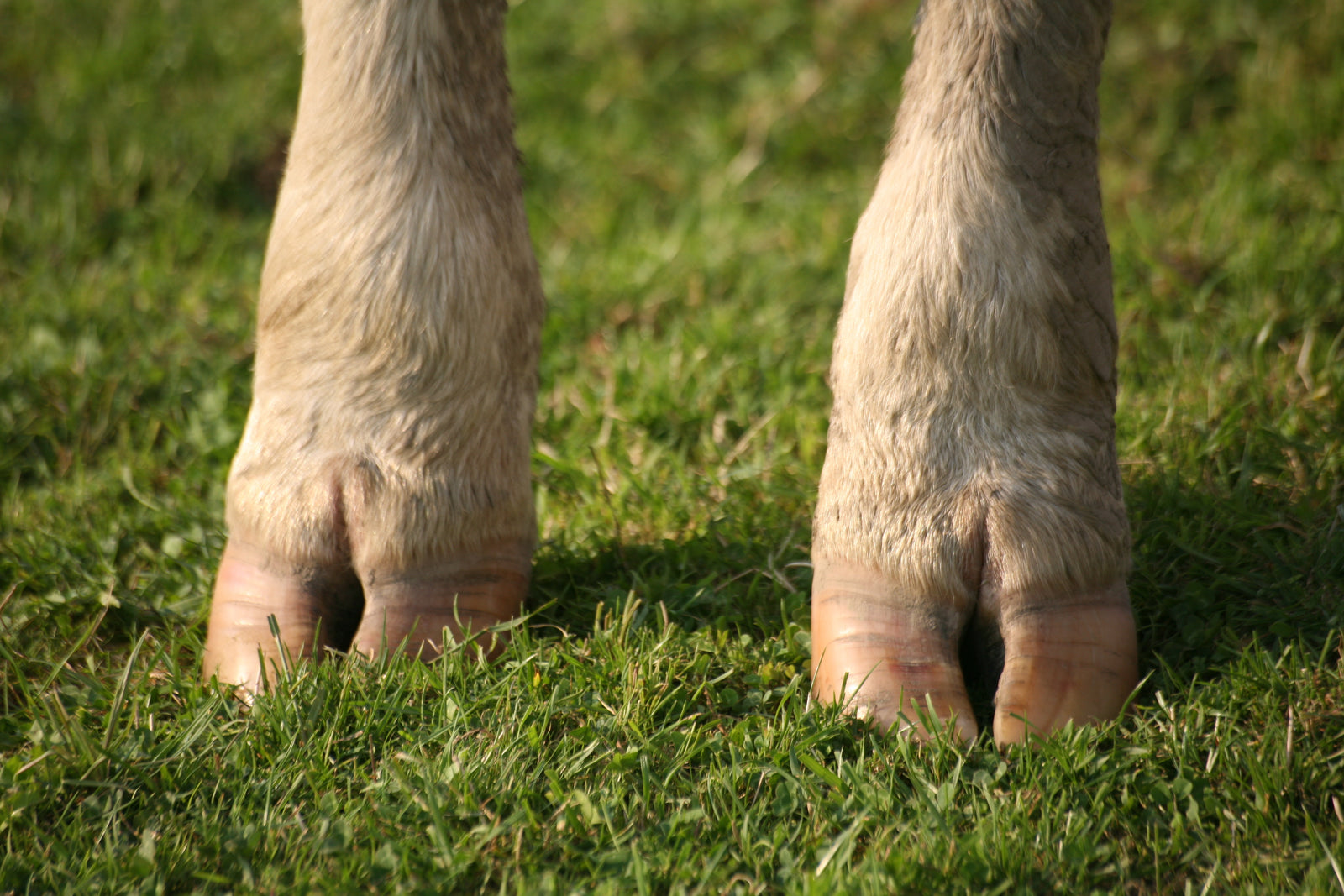 Panaritium endlich den Kampf ansagen?