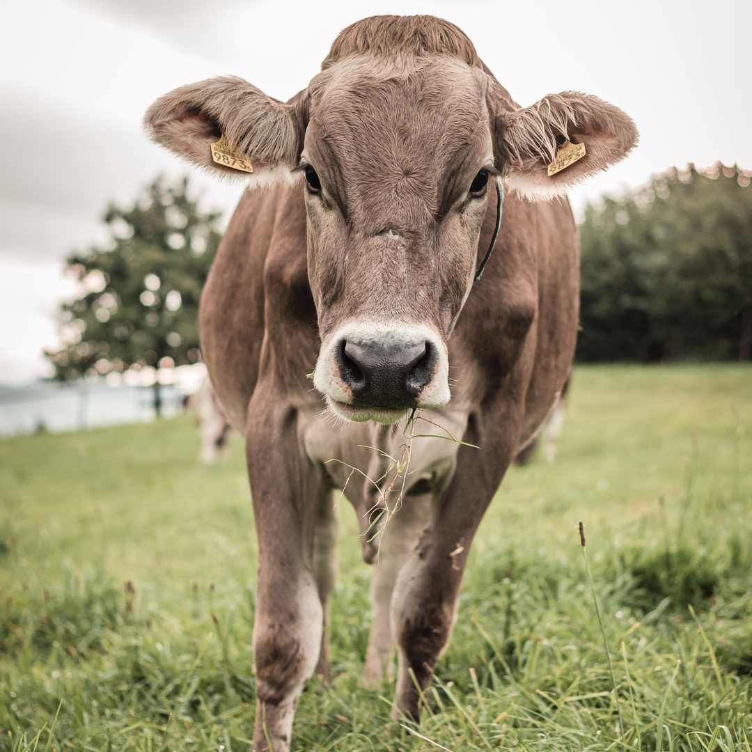 Labmagenverlagerung – Verwechselungsgefahr mit Ketose