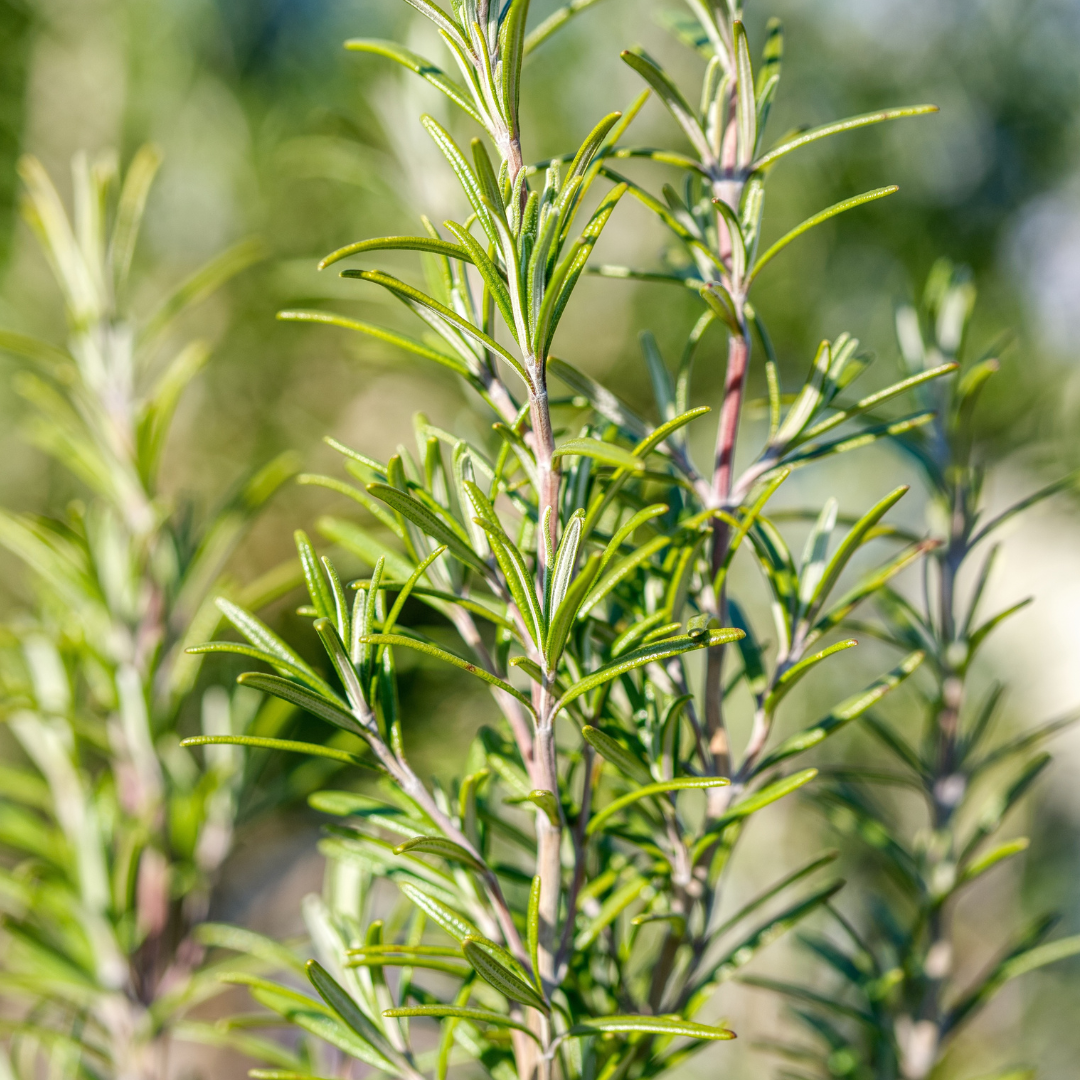 Milchfieber vorbeugen
