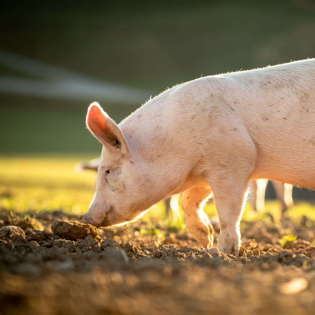 Erfolgreiche Beifütterung von Ferkeln
