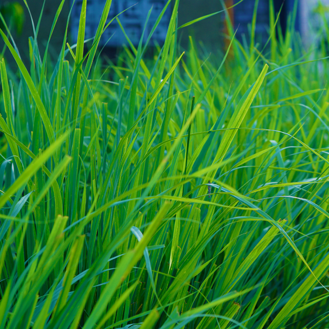 Wenn's juckt und krabbelt